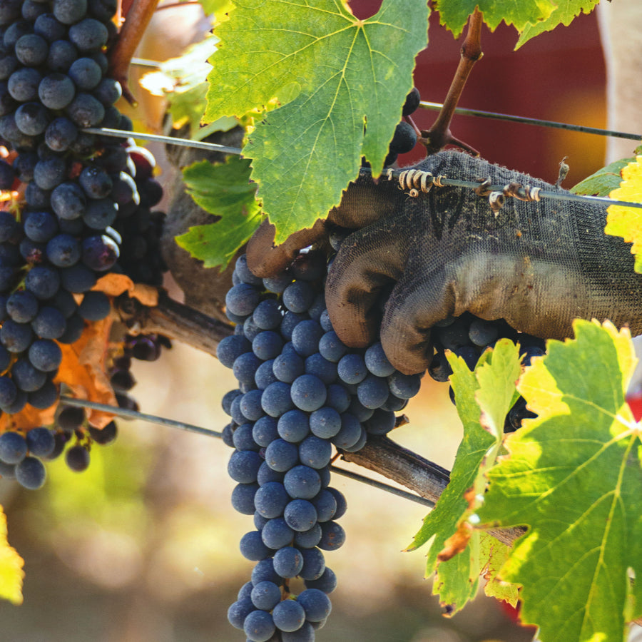 2 Flessen - Gigino Toscana Rosso I.G.T.